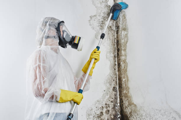 Best Professional Mold Removal  in Naranja, FL