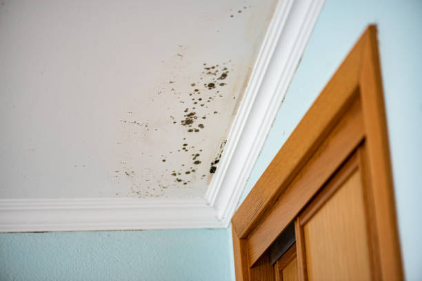 Best Home Mold Removal  in Naranja, FL