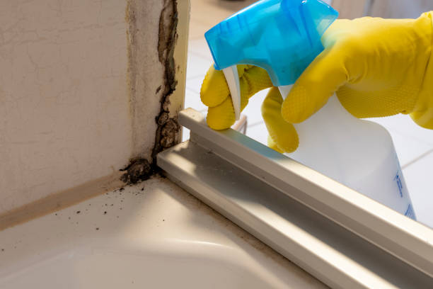 Best Local Mold Removal Service  in Naranja, FL