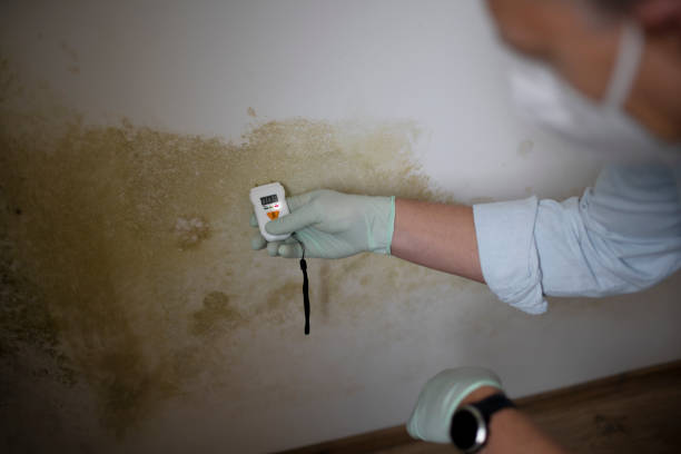 Best Residential Mold Removal  in Naranja, FL