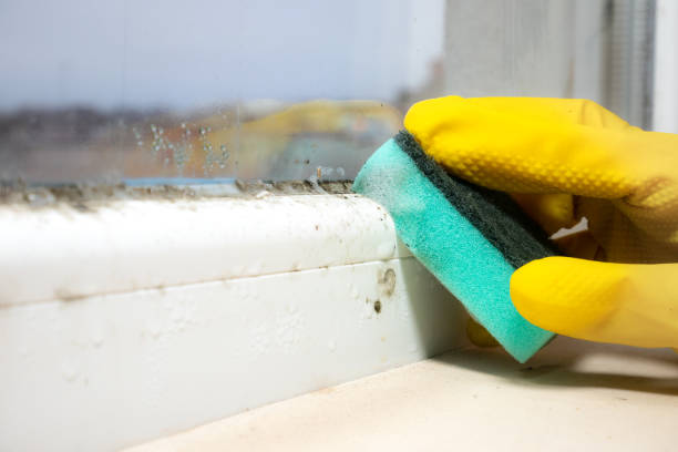 Best Fast Mold Removal  in Naranja, FL