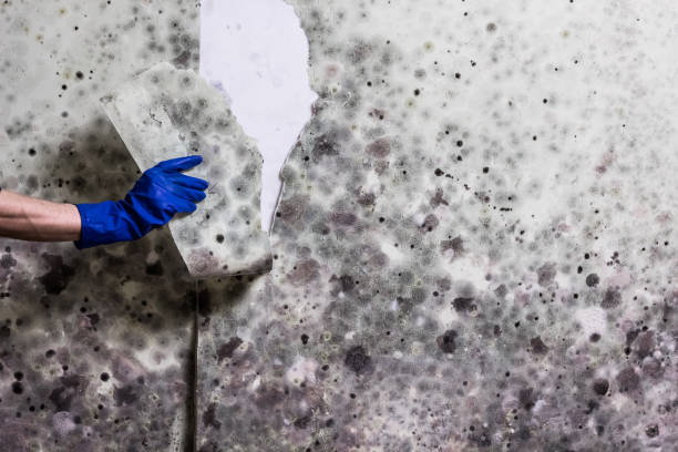 Best Mold Inspection  in Naranja, FL